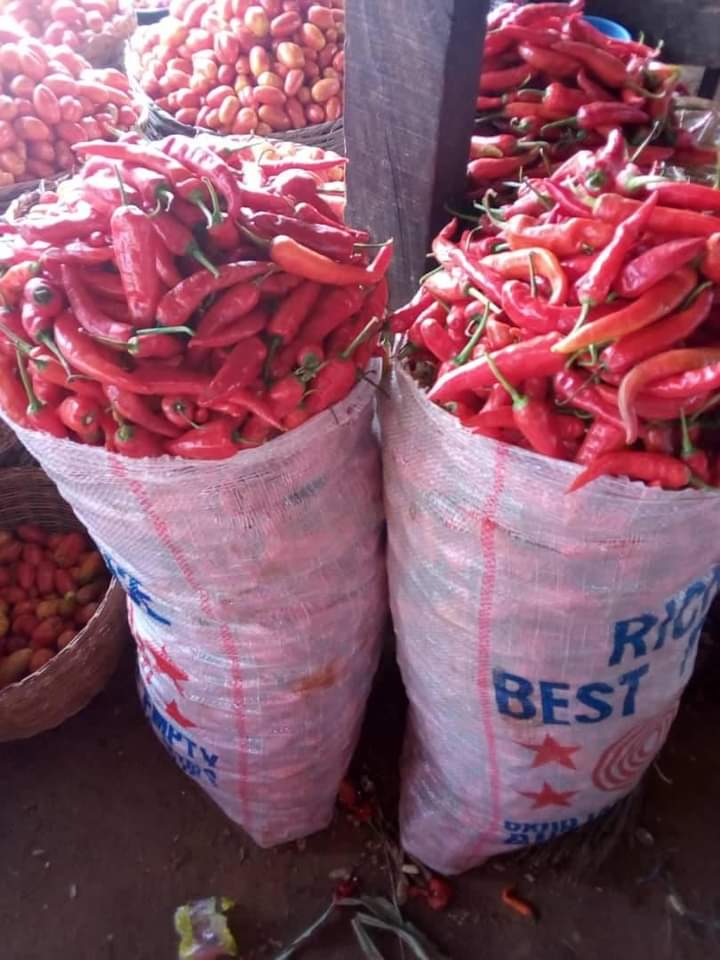 TOMATOES(BASKET)