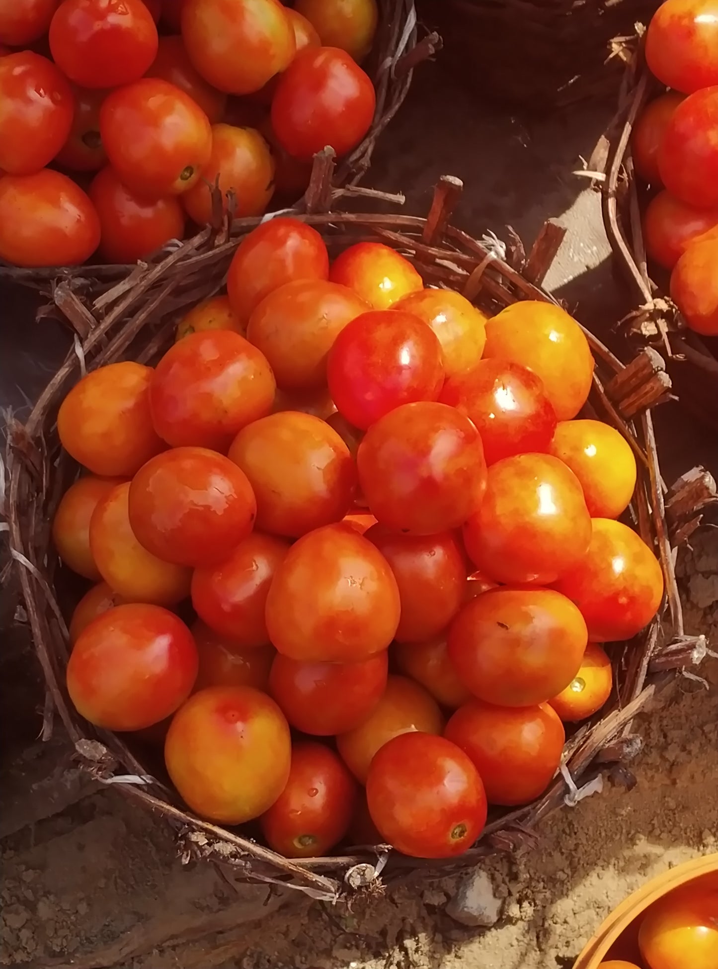 TOMATOES-HAUSA