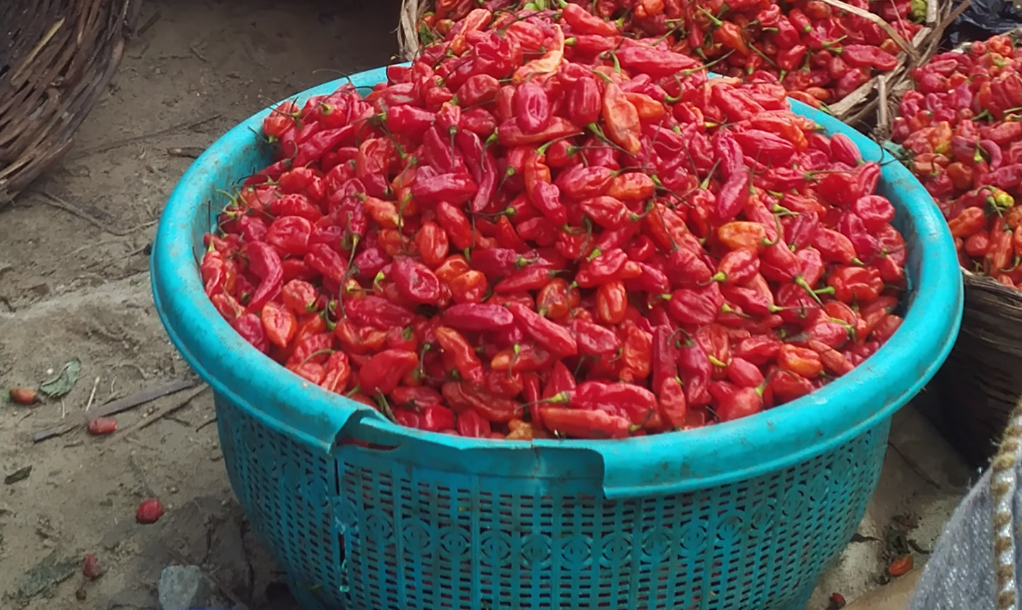 PEPPER-RODO
