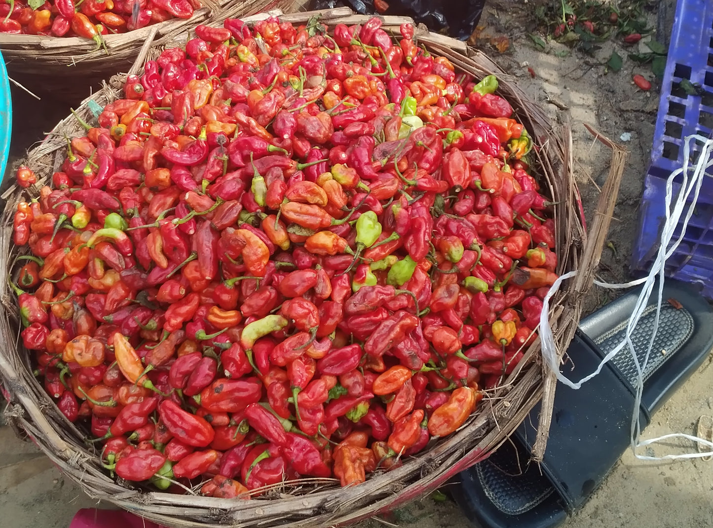 PEPPER-RODO