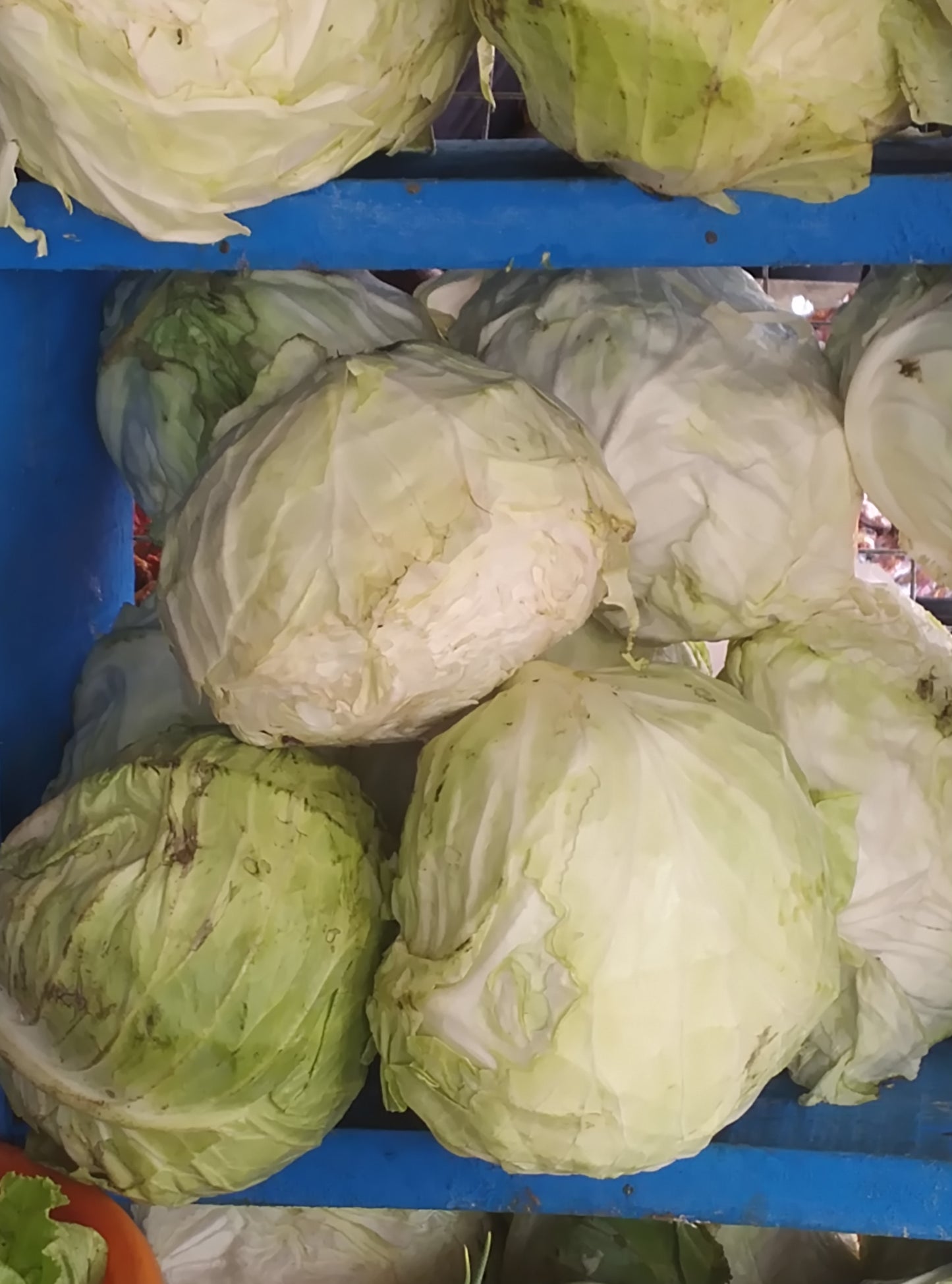 CABBAGE