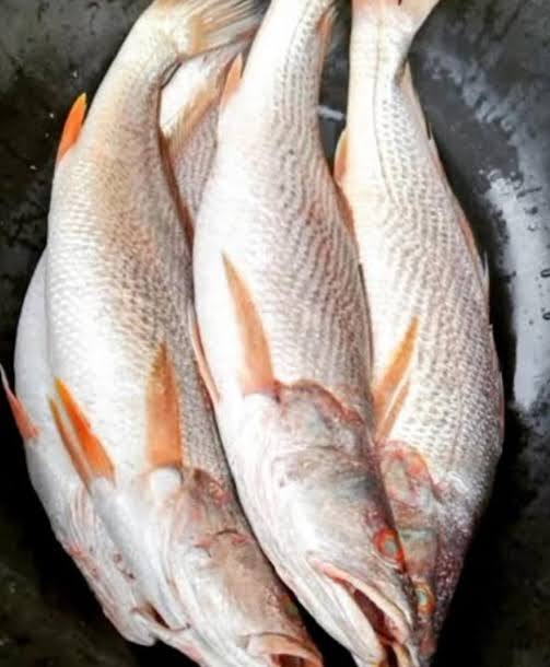 FRESH Croaker Fish