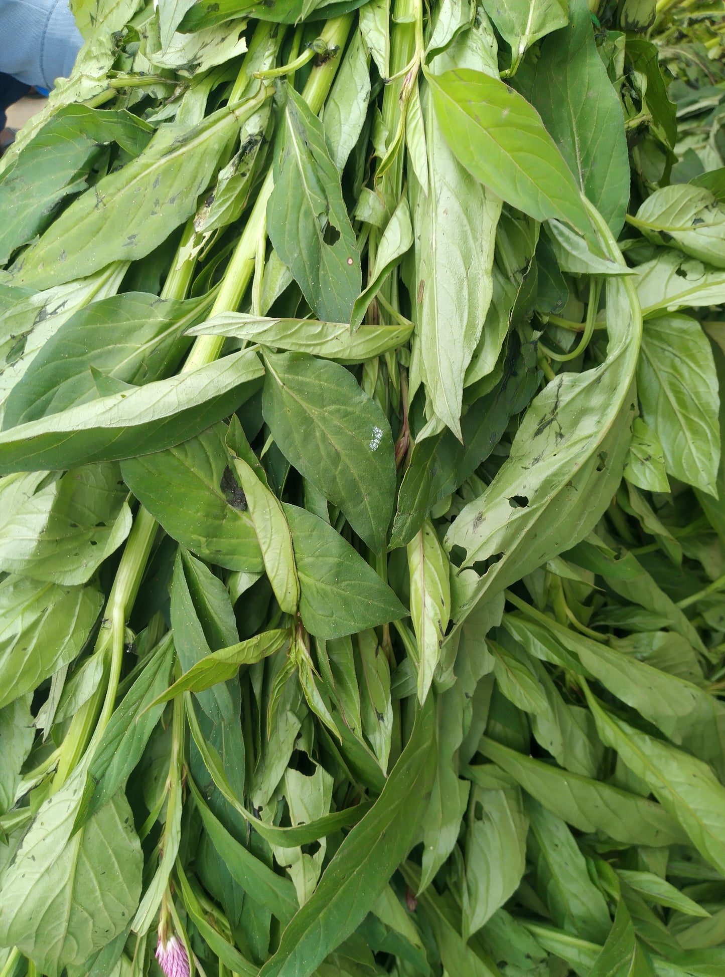 VEGETABLE-SHOKO