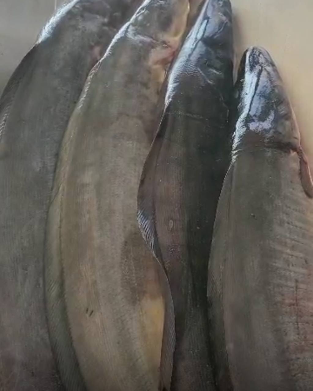 Shiny nose fish