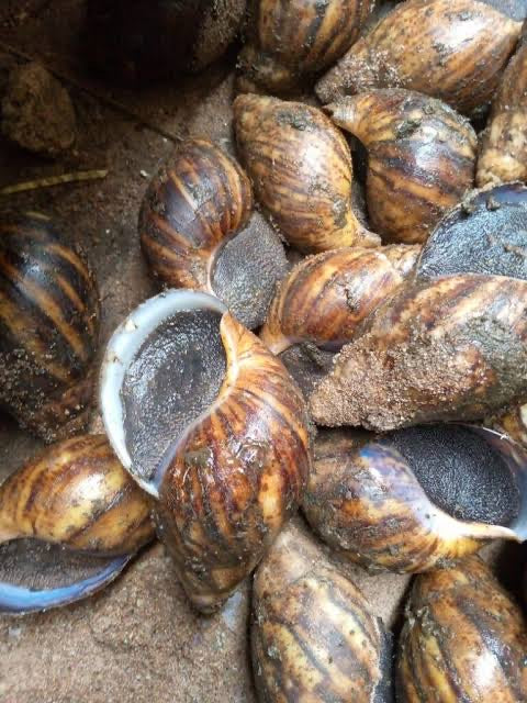 Snails