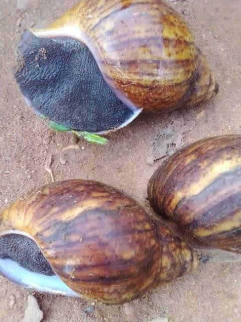 Snails