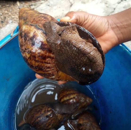 Snails