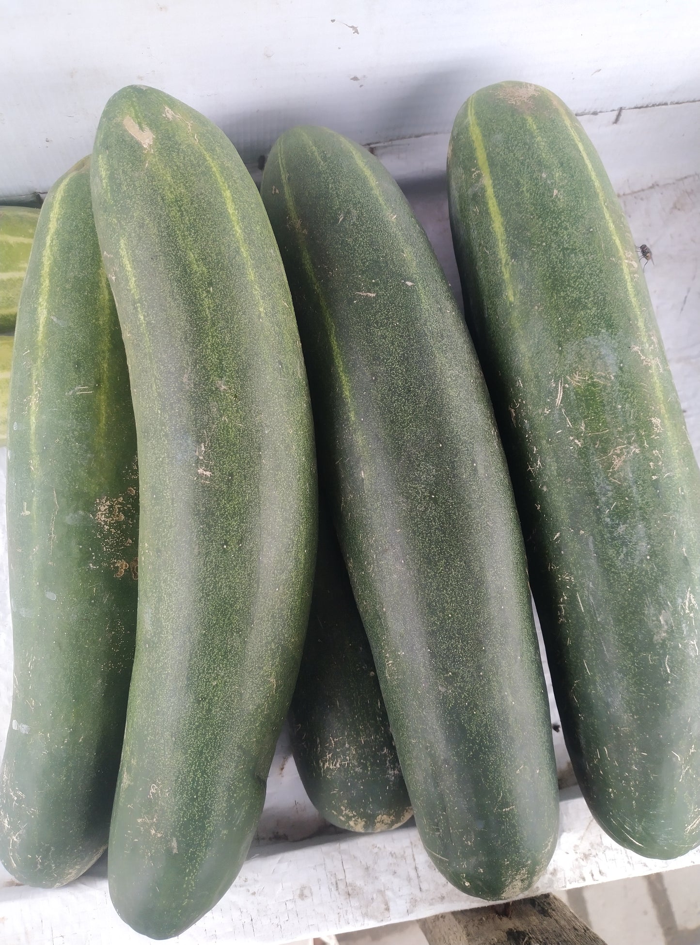 FRESH CUCUMBER