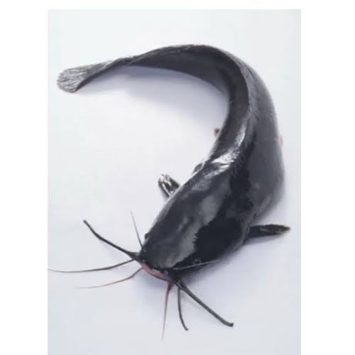 CATFISH