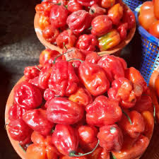 PEPPER-ATA RODO