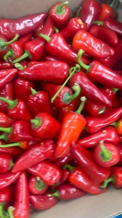 PEPPER-SHOMBO