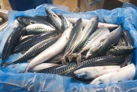 TITUS(MACKEREL FISH CARTON)