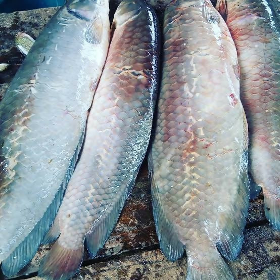 Tilapia fish