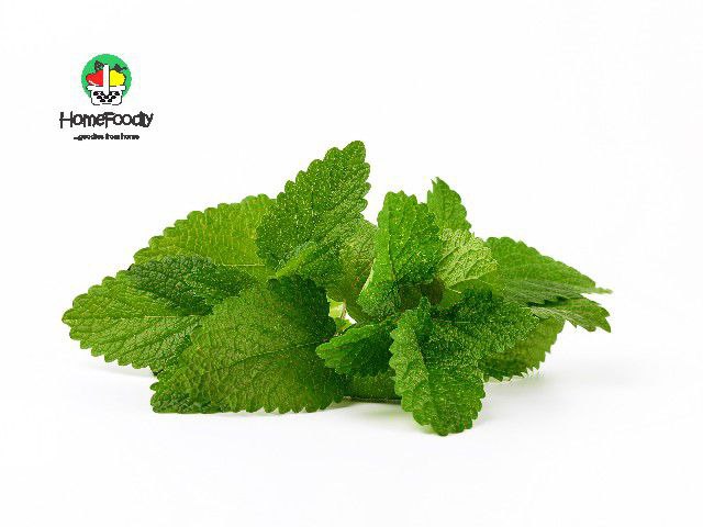 Scent Leaf