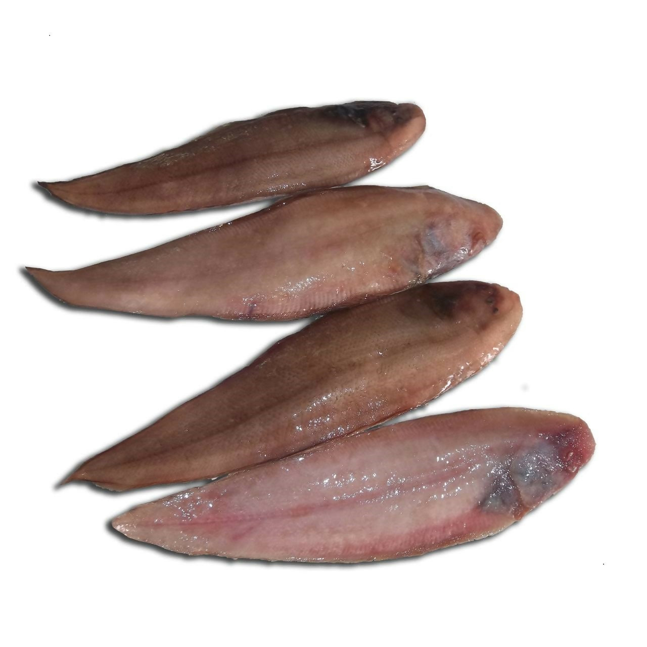 Abosolefish