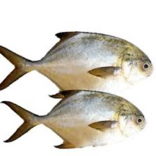 Fresh Owere Fish