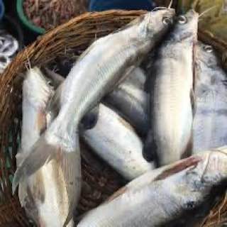 Obokun River Fish