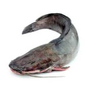 CATFISH
