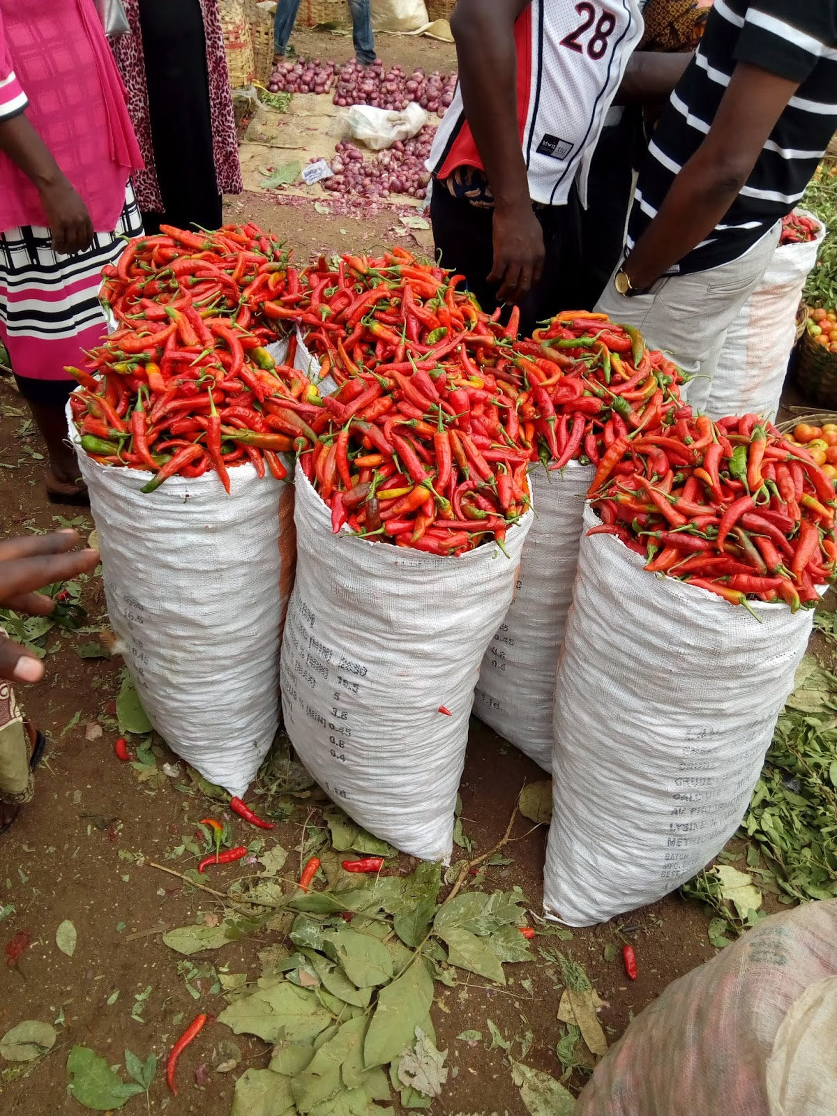 BAGS OF SHOMBO