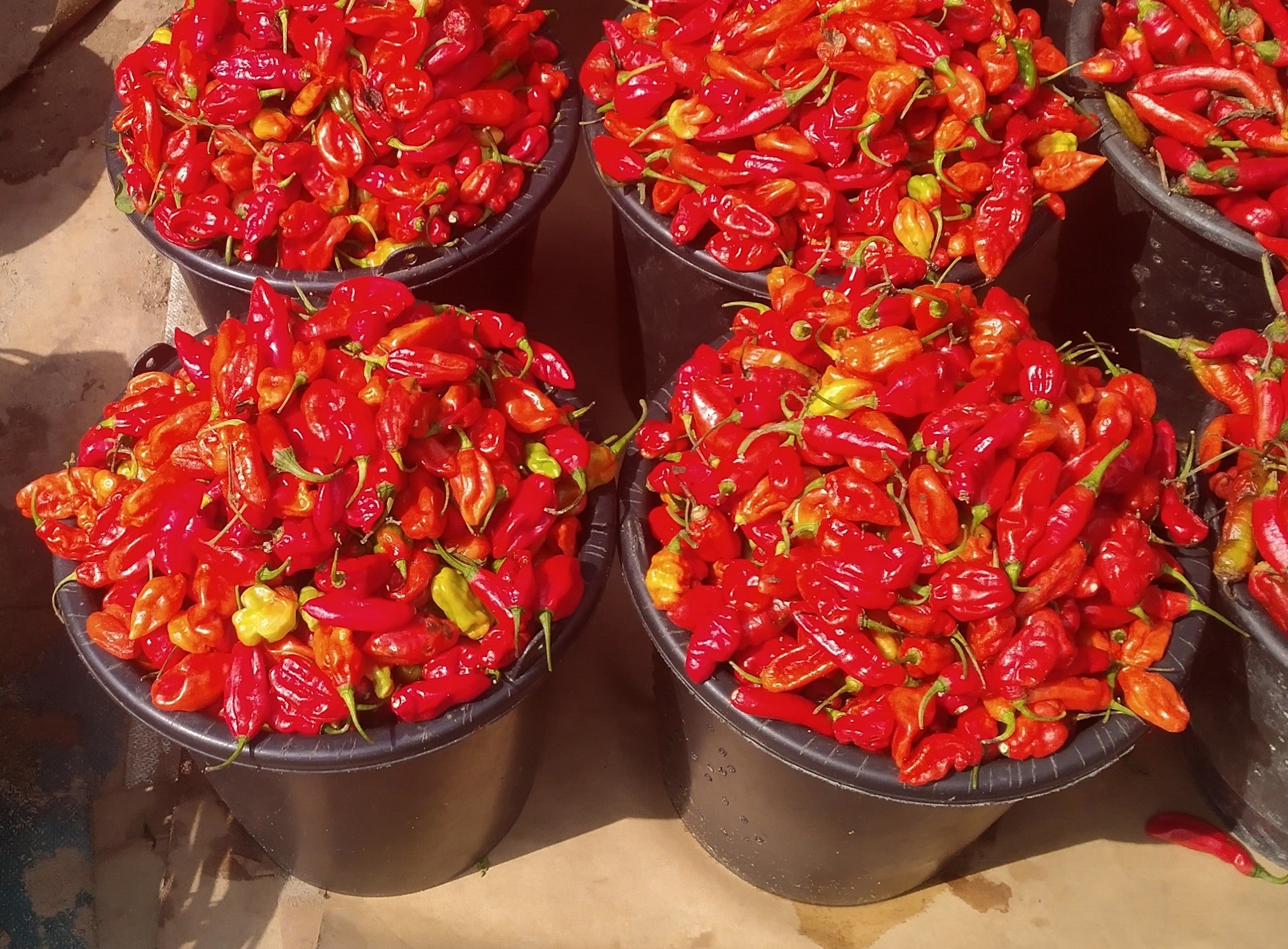 PEPPER-RODO