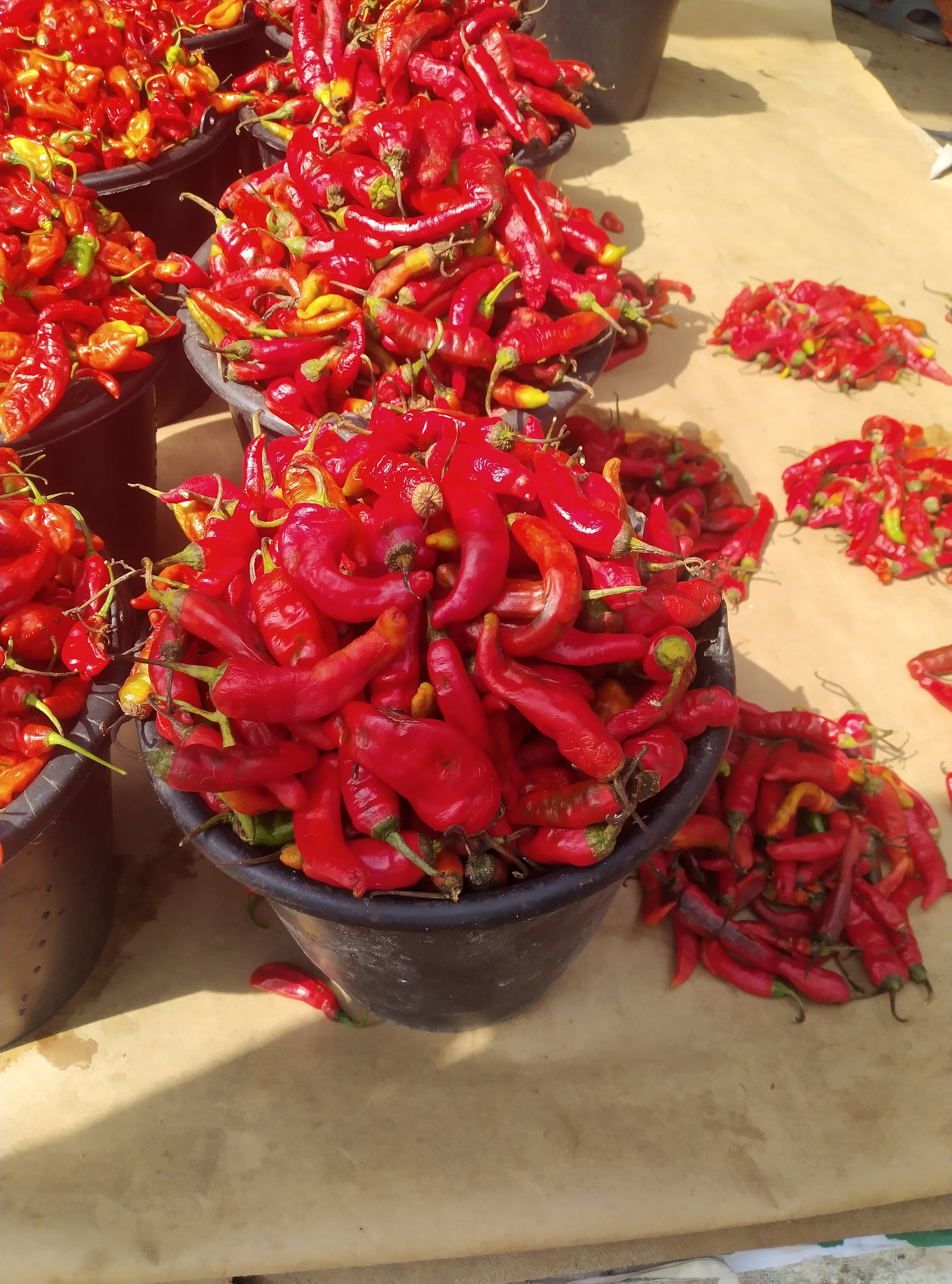 PEPPER-SOMBO