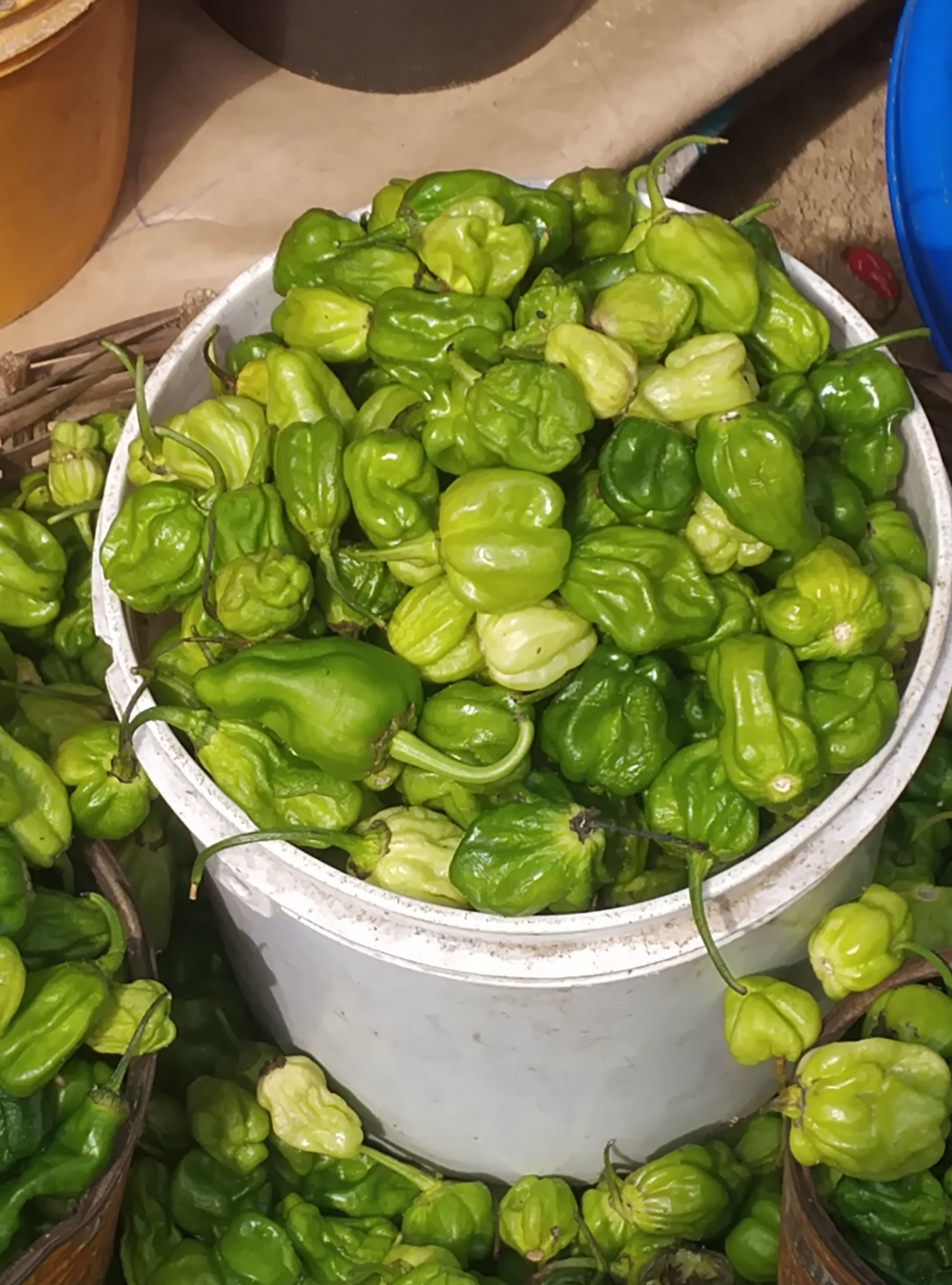 PEPPER-GREEN RODO