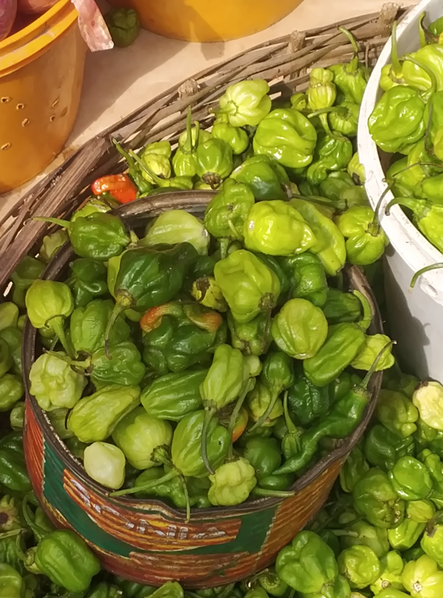 PEPPER-GREEN RODO