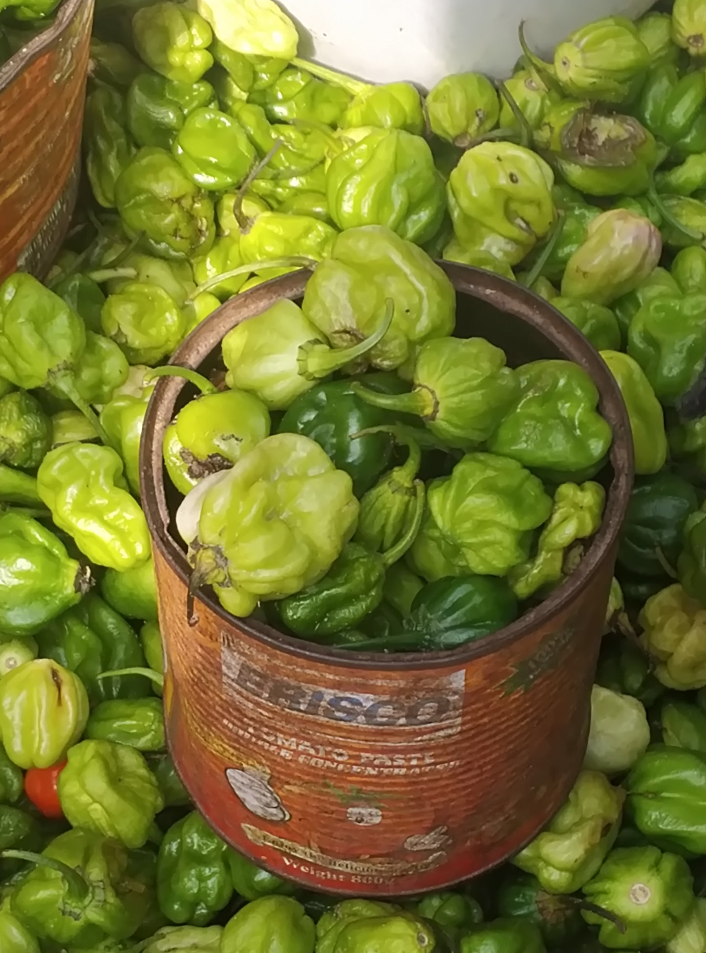 PEPPER-GREEN RODO