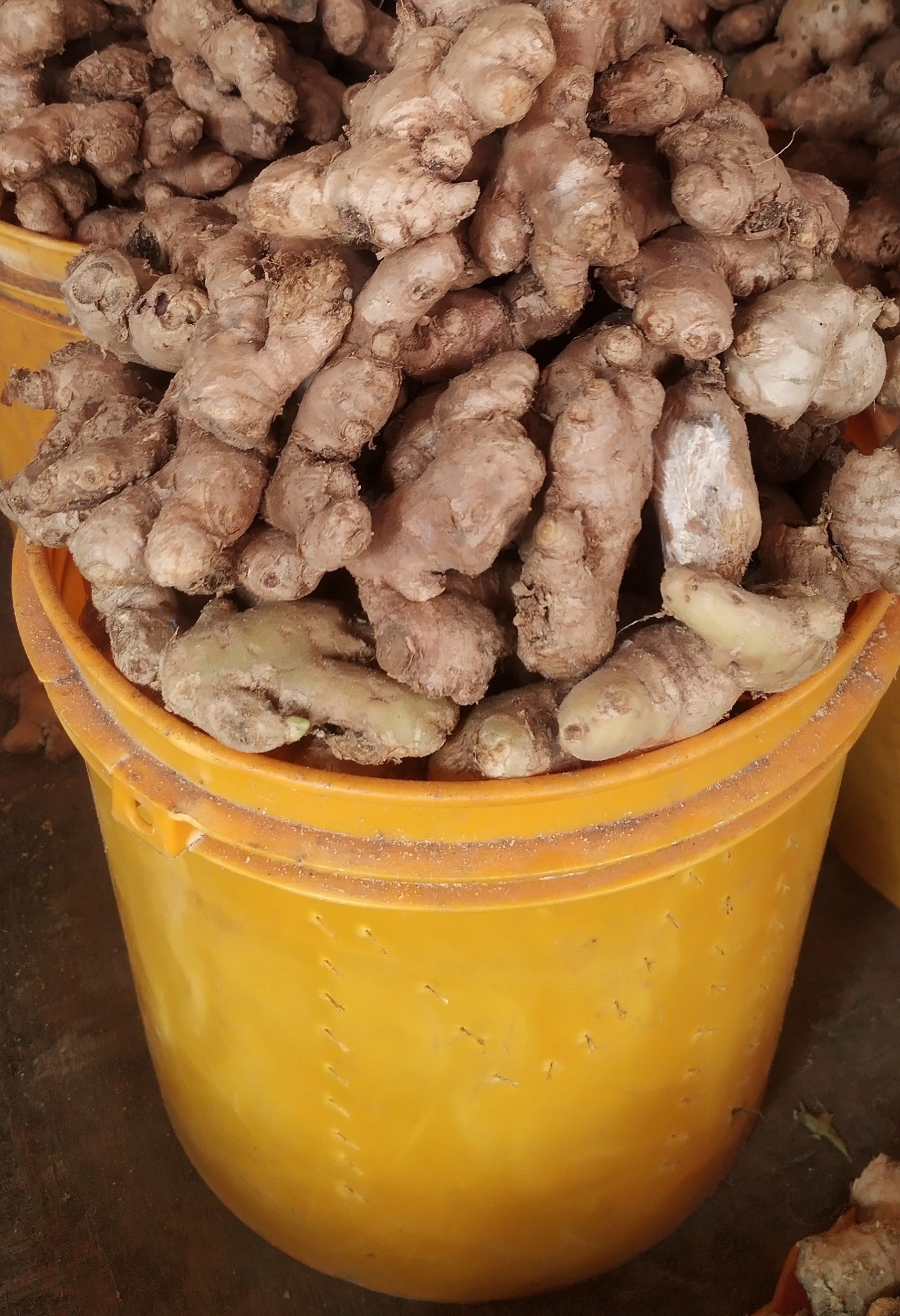 FRESH GINGER