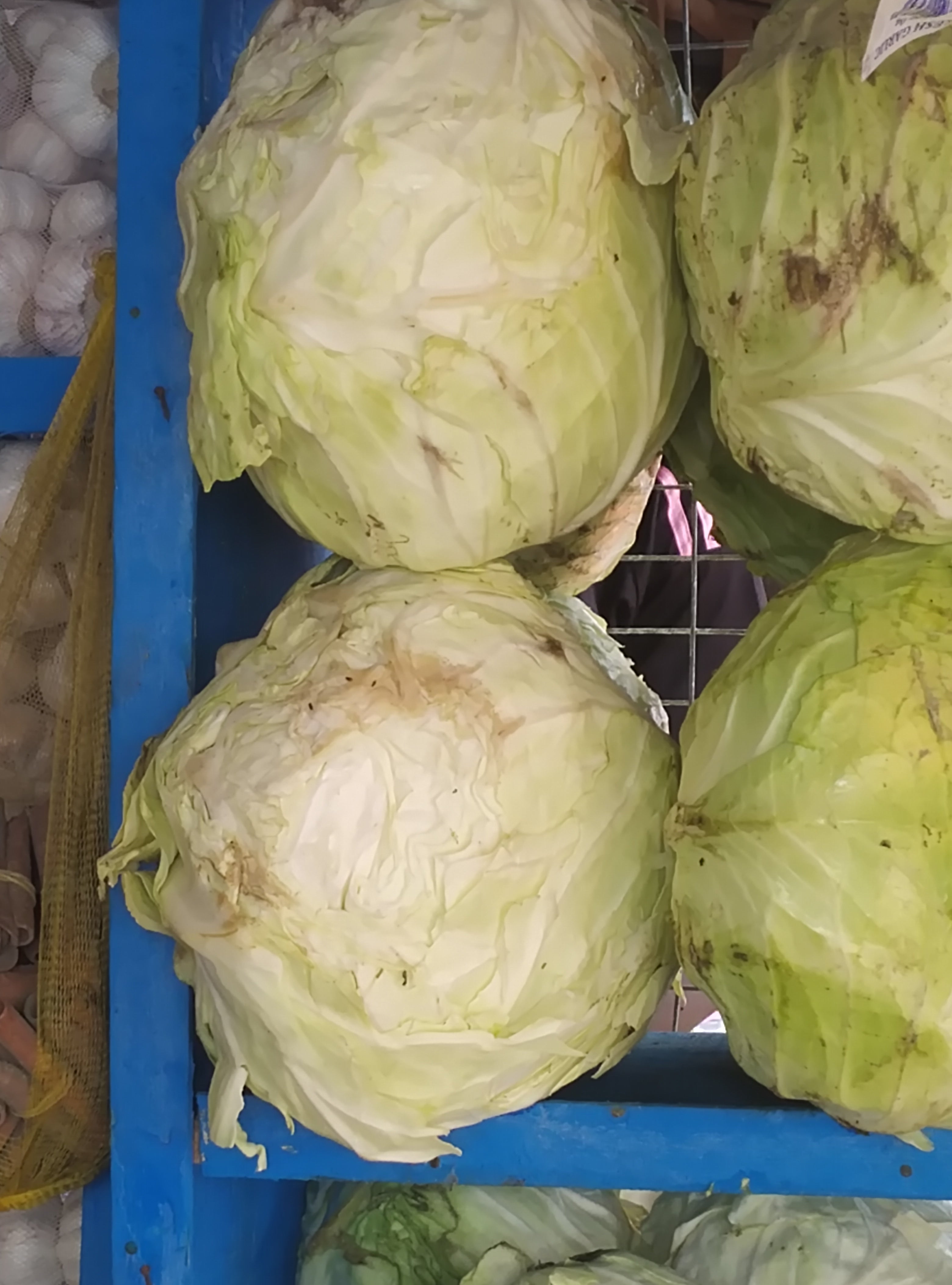 CABBAGE