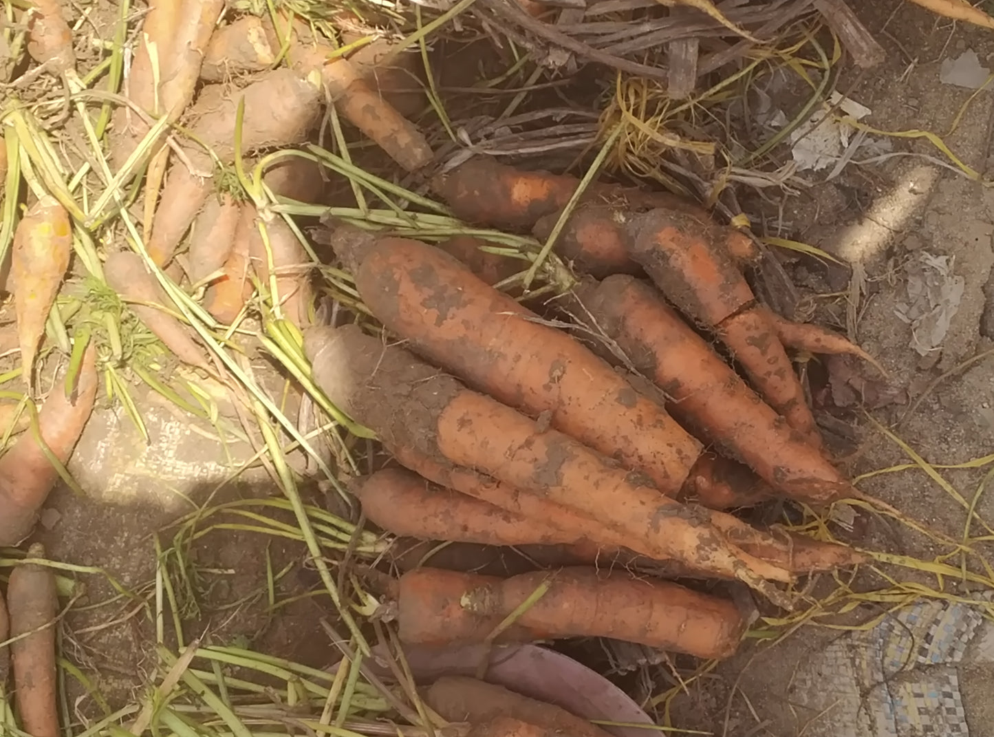 CARROT(FRESH FROM FARM)