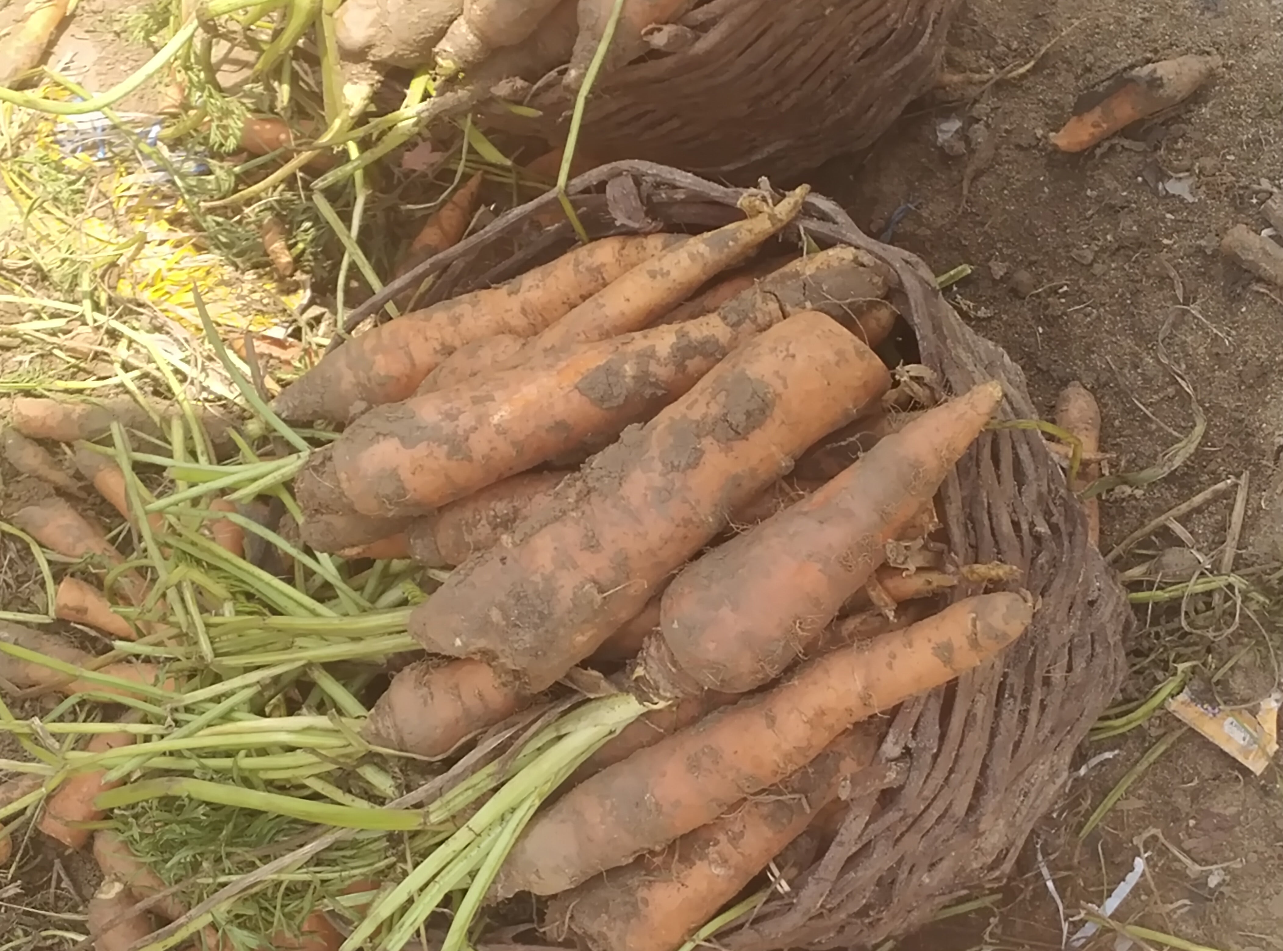 CARROT(FRESH FROM FARM)