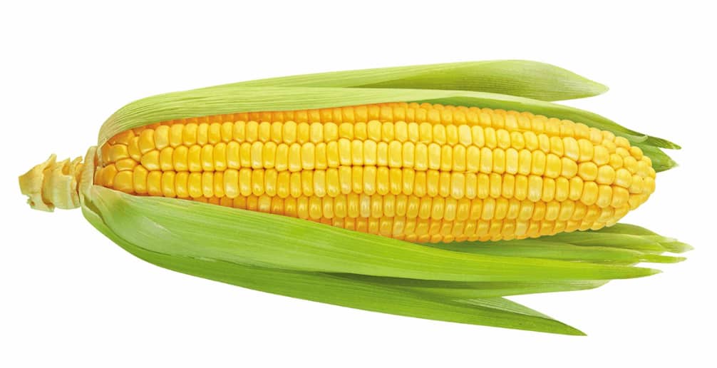 FRESH CORN