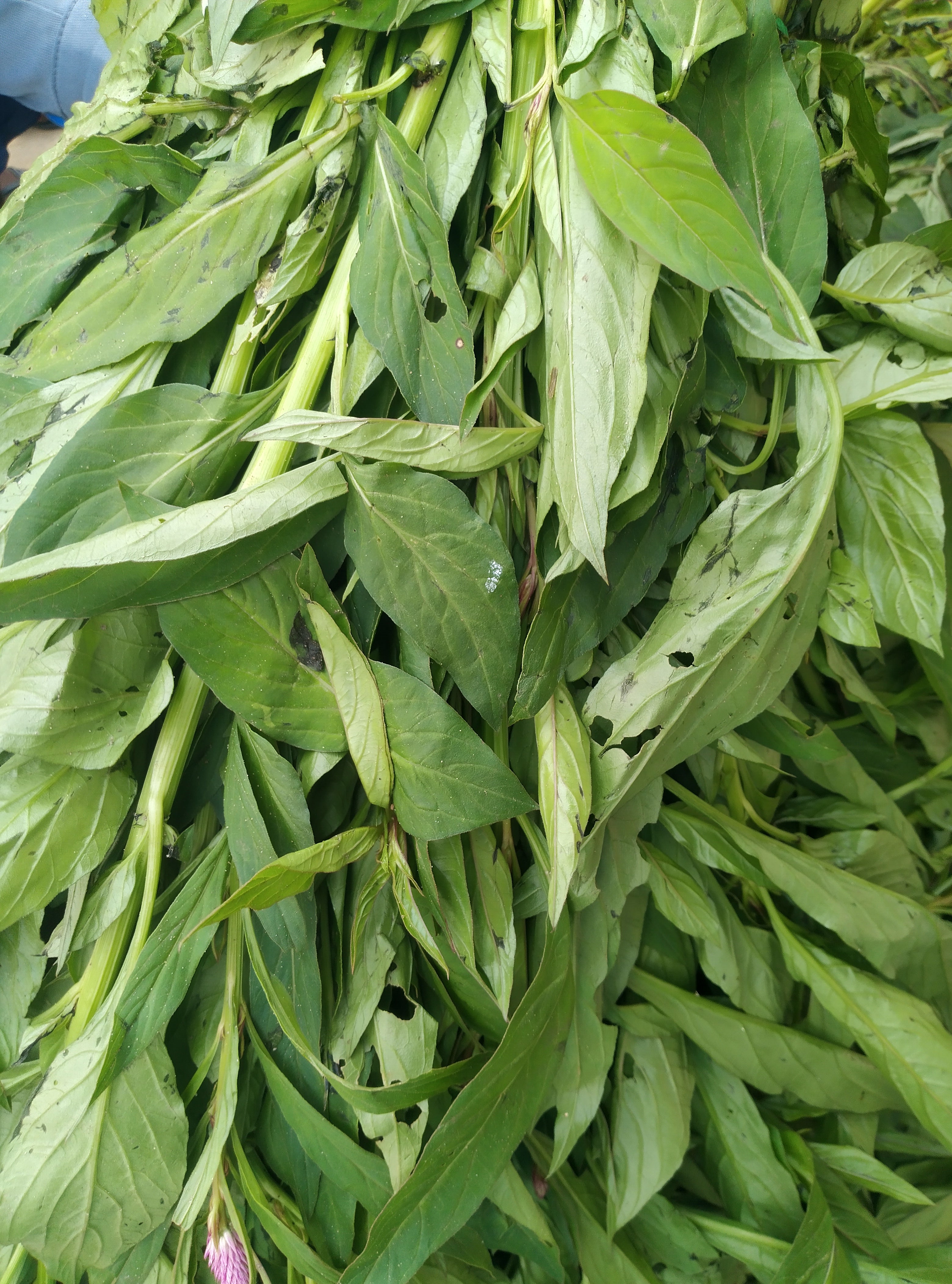 VEGETABLE-SHOKO