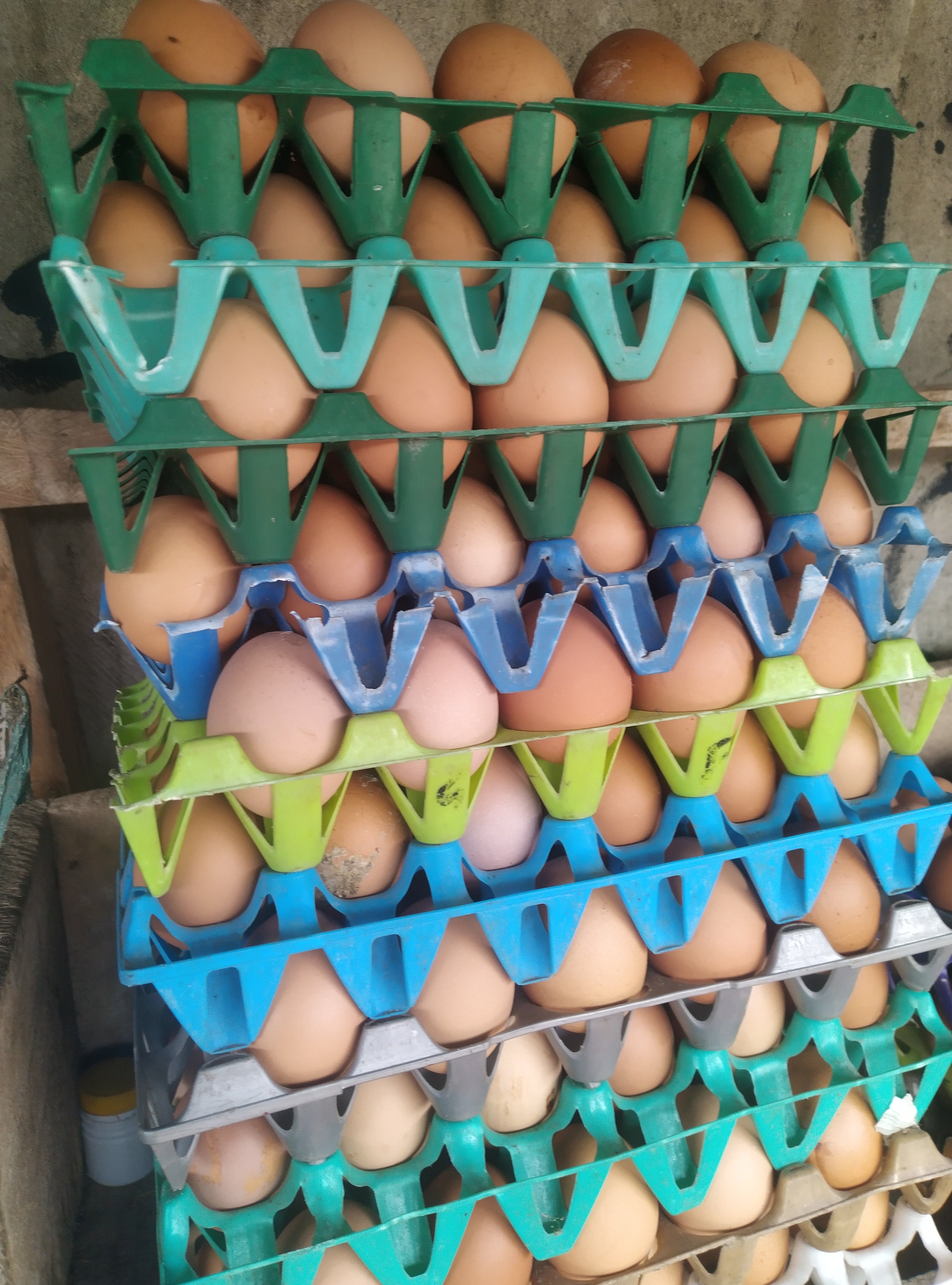 EGGS