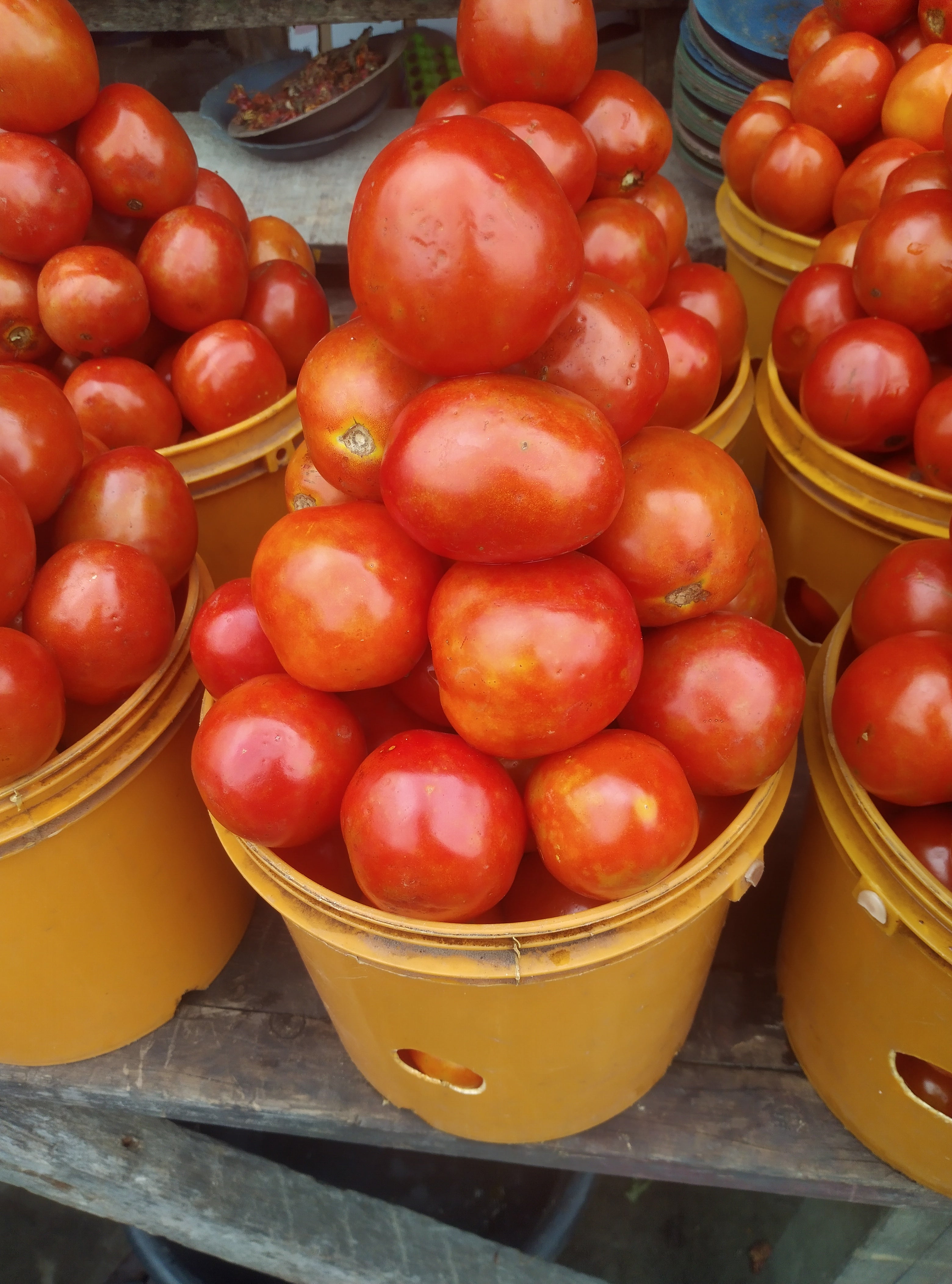 TOMATOES