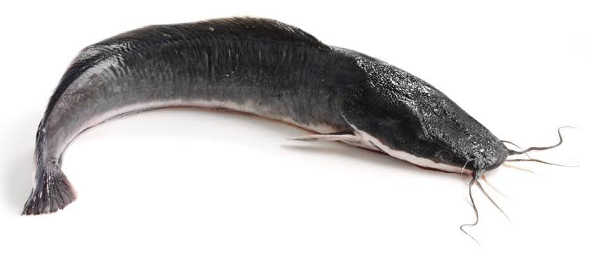 CATFISH