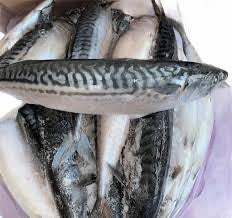 TITUS FISH