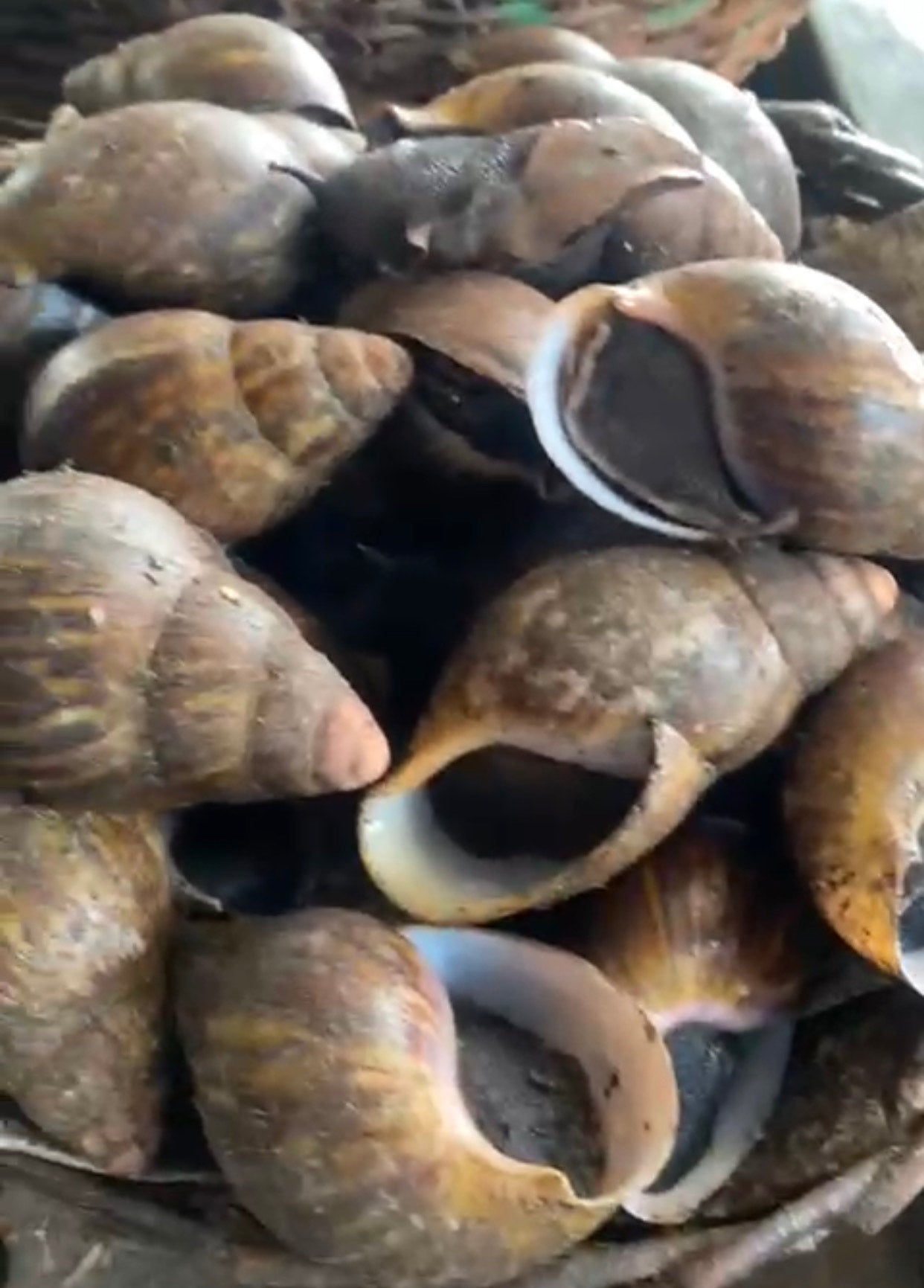 SNAIL(FARM)