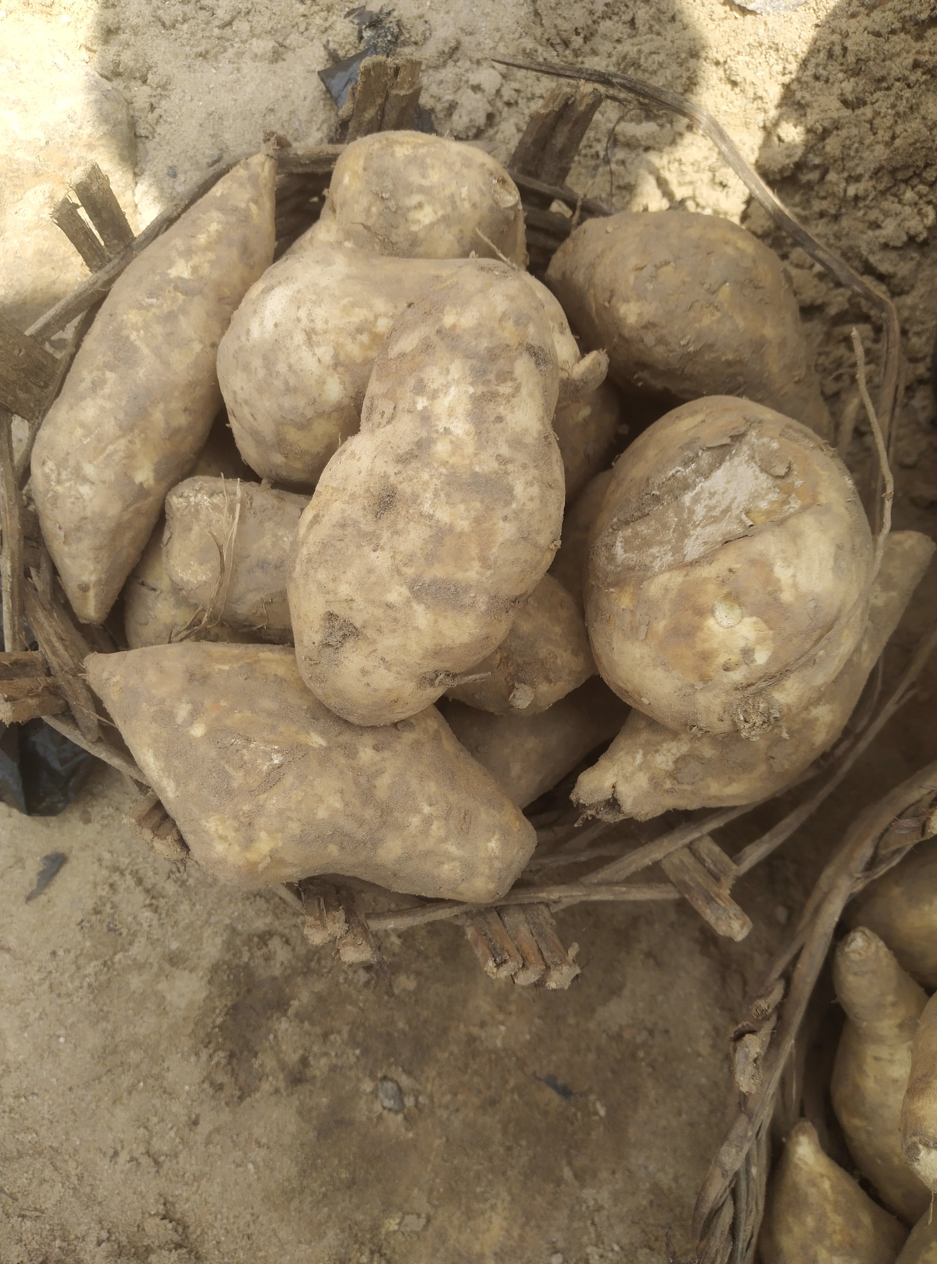 POTATOES(FRESH FROM FARM)