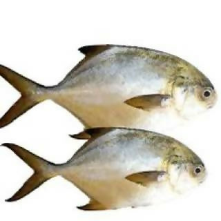 owere fish
