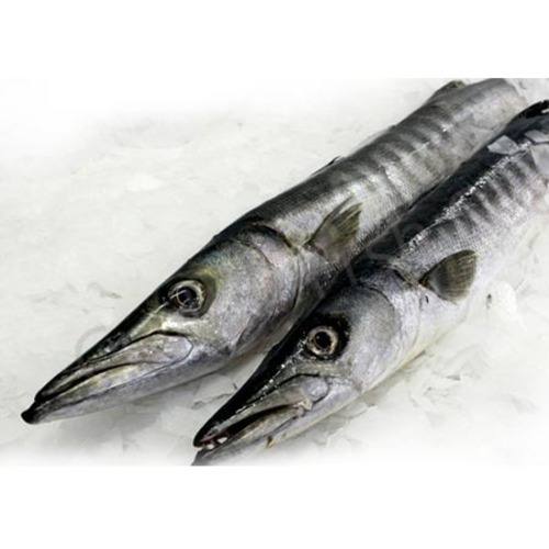 Barracuda/ Kuta Fish