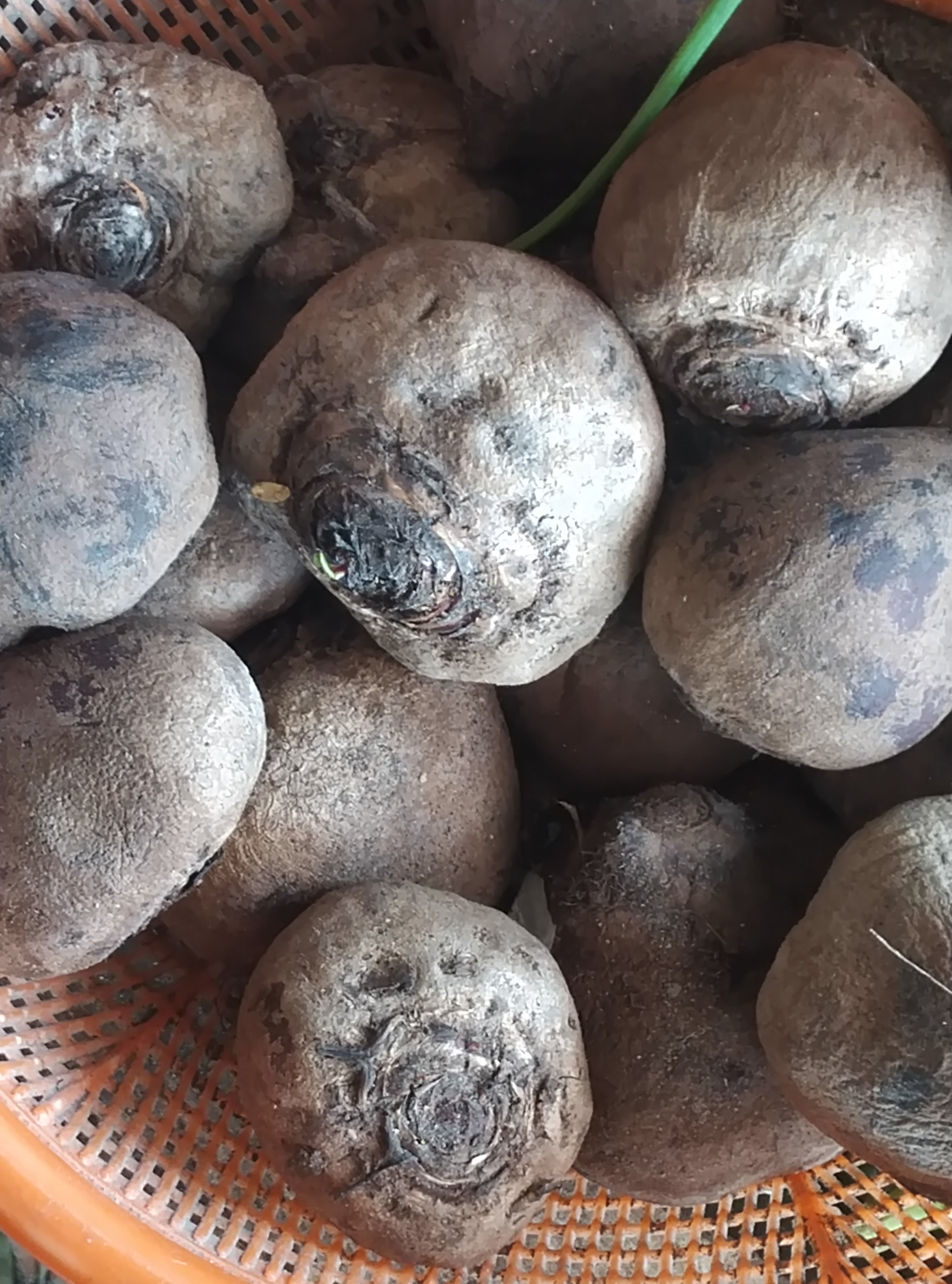 BEETROOT