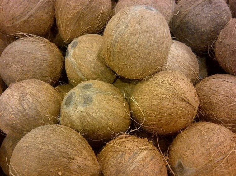 COCONUT