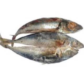 Kote Fish