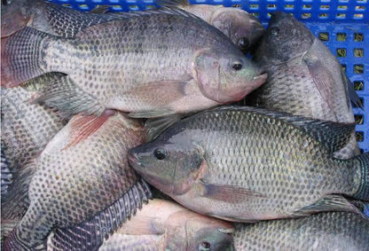 Fresh Tilapia